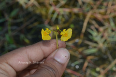 Utricularia stellaris